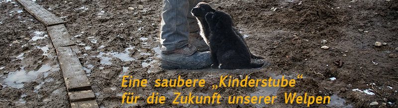 Initiative Karpatenstreuner e. V.