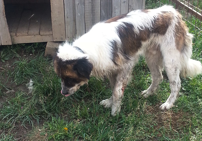 bandi