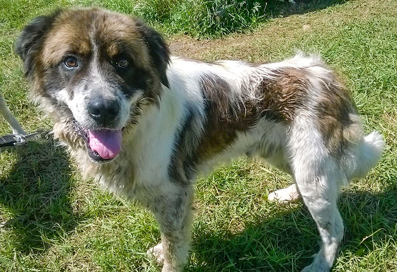 bandi
