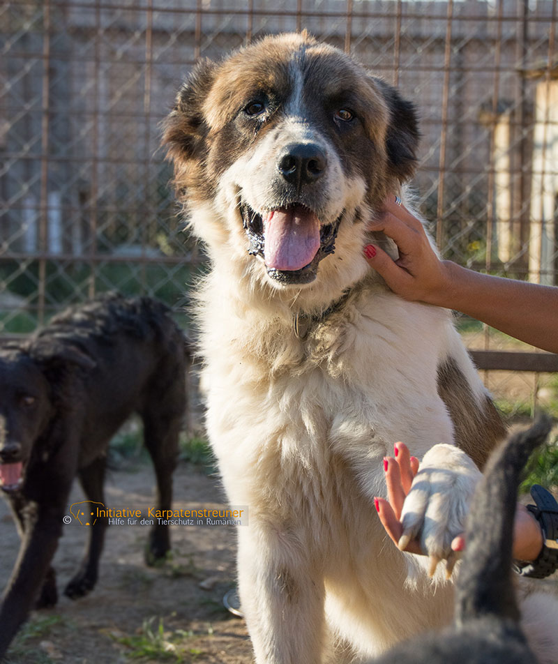 bandi