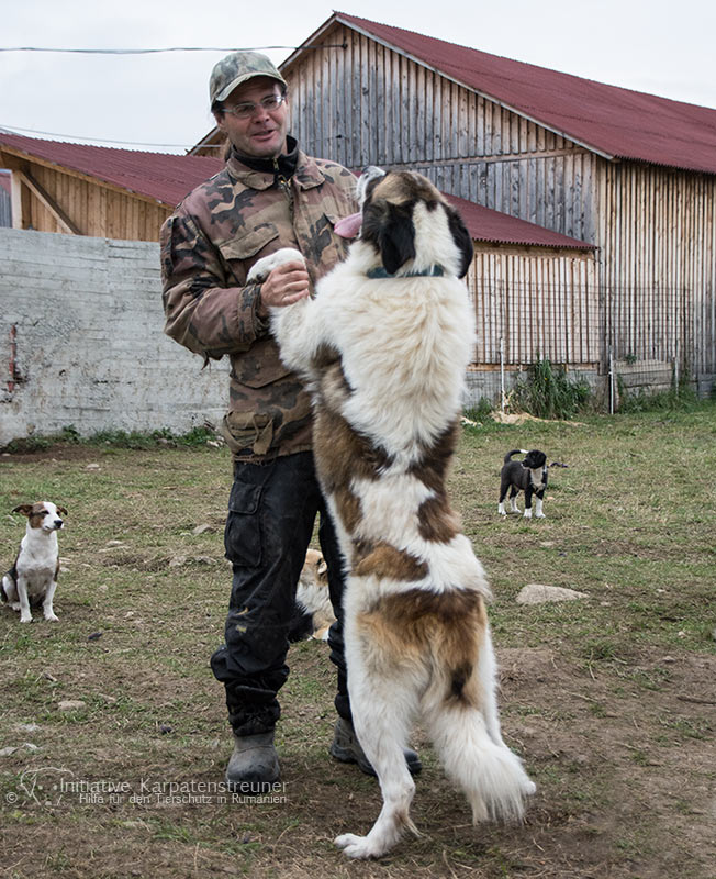 bandi