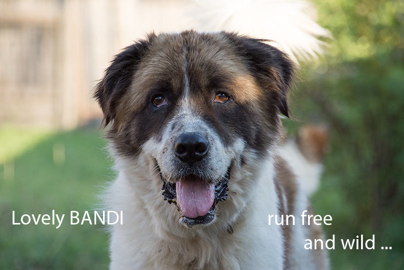 bandi