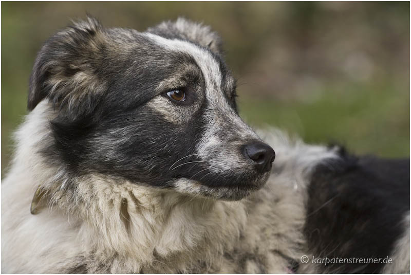 Alma