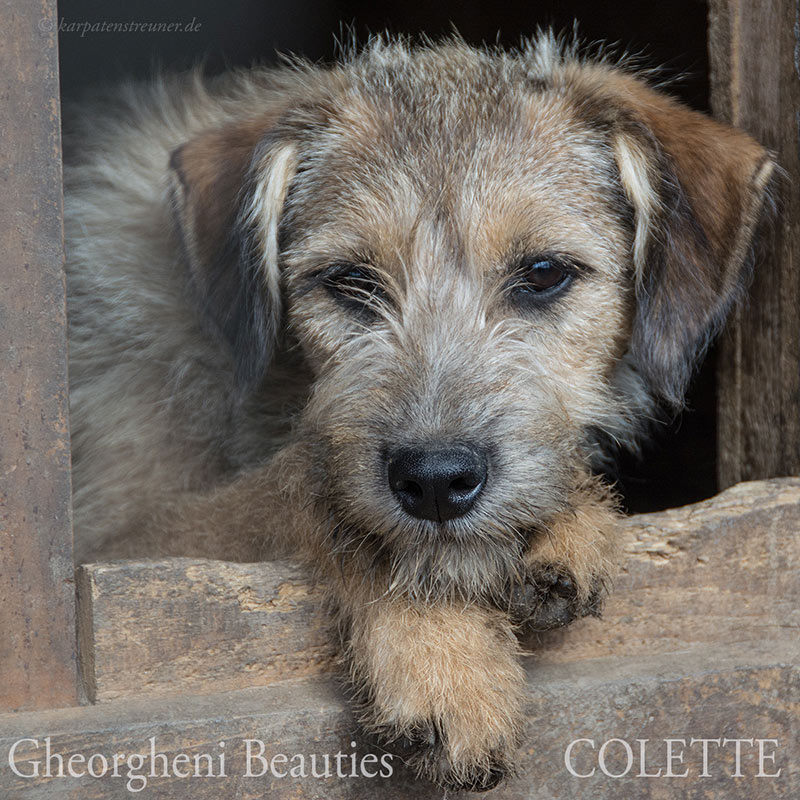 colette
