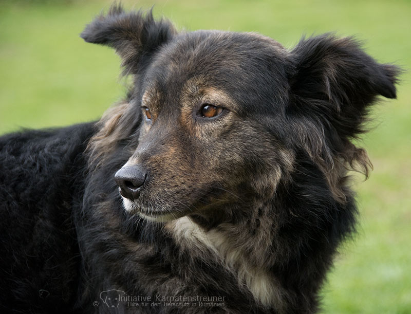 Cosie