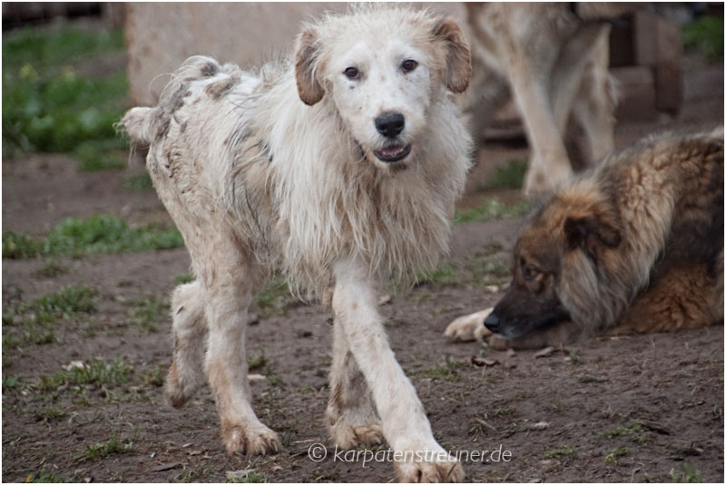 ferdinand