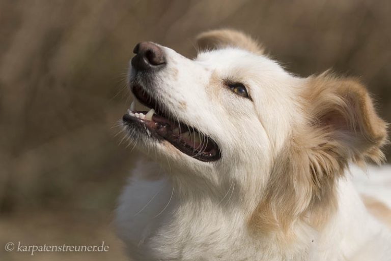 Irina Initiative Karpatenstreuner e. V.