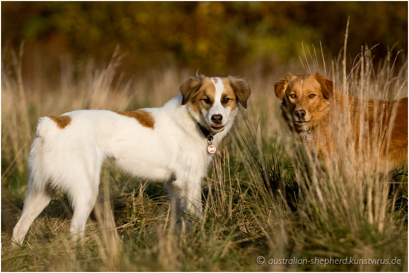 roxy und vuk