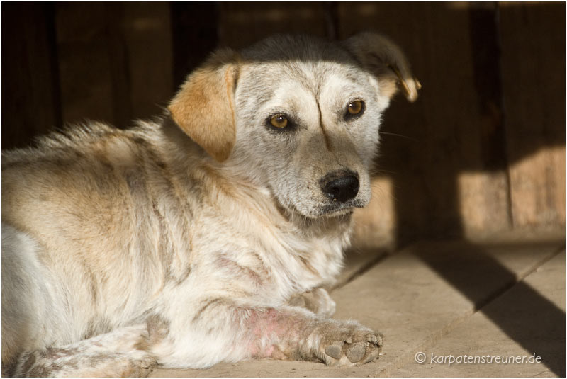 November 2013 nach der Demodex-Behandlung