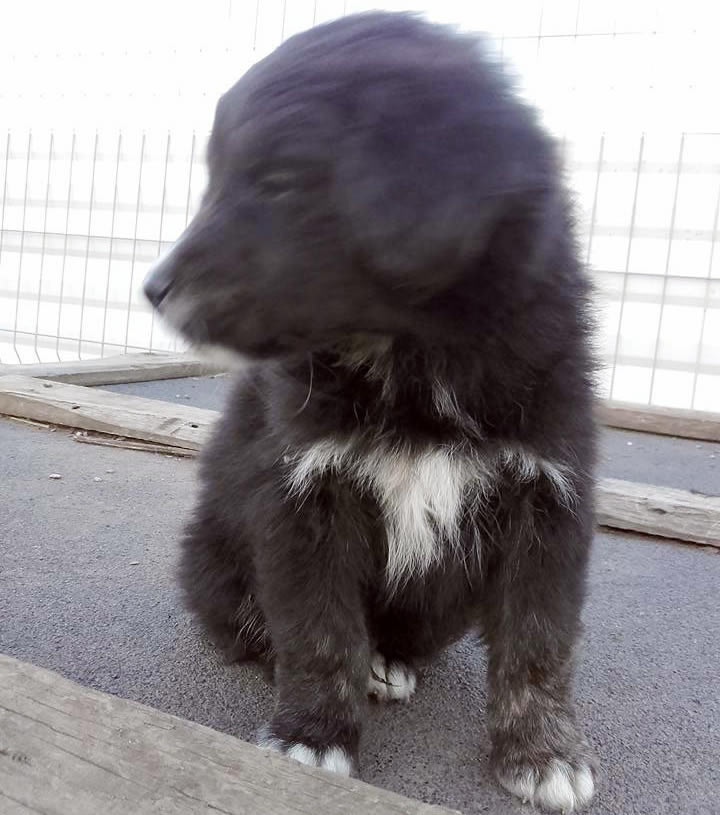 agi