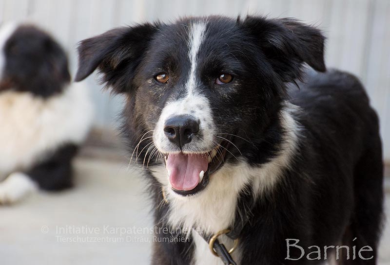 barnie