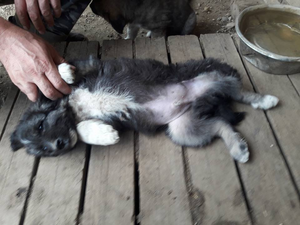 geronimo