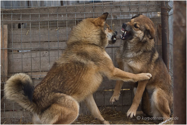 4. Besuch im Tierheim in Seite 4 von 4 Initiative