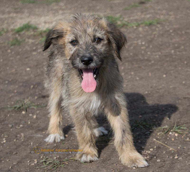 rudi