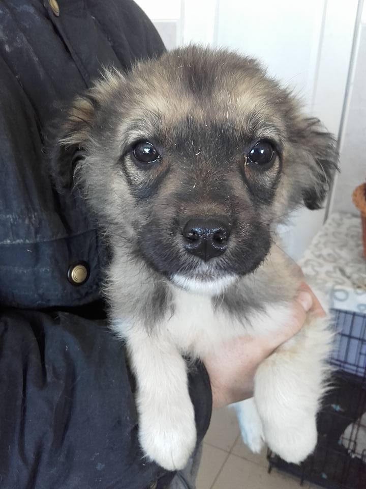vilja