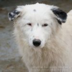 Felina