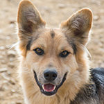 Samu