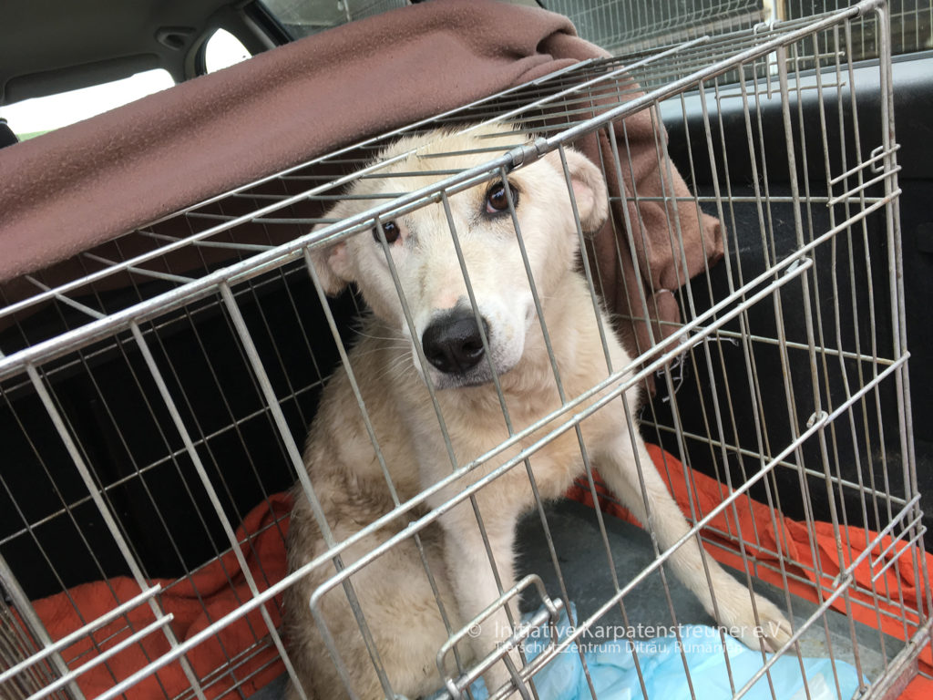 Chip bei seiner Ankunft im Tierheim am 10.5.2019