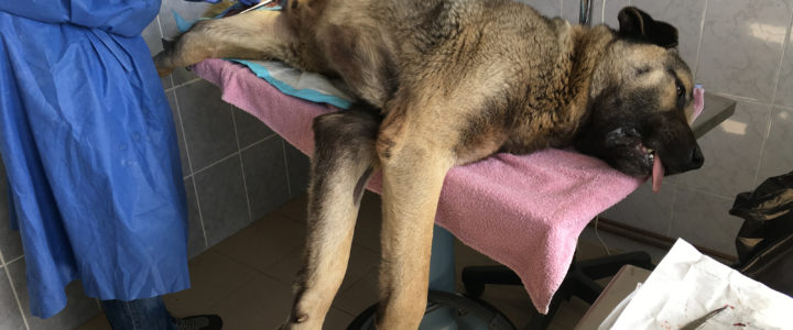 Die Kastrationsaktion vom 9. bis 11. Mai war ein riesengroßer Erfolg ein riesengroßer Kangal wurde kastriert. Unser normal großer Operatiostisch war für ihn viel zu klein. Er bewacht als Herdenschutzhund eine Milchvieh-Herde in der Nachbarschaft
