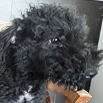 Puli