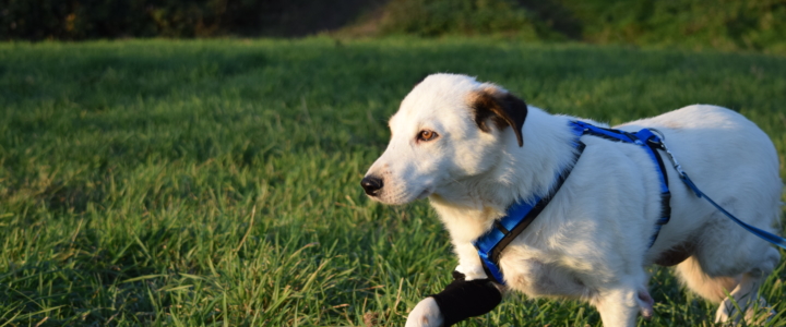 Toby – eine Erfolgsgeschichte zum 1. Advent