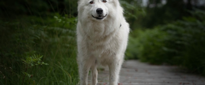 Wenn ein (adoptierter) Hund entläuft….