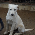 Tamino