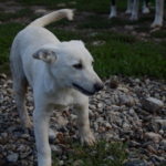 Targo