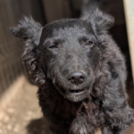 Blackie